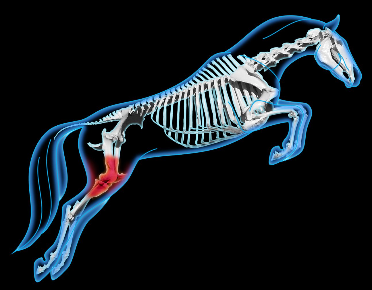Equine Sports Medicine logo version 2