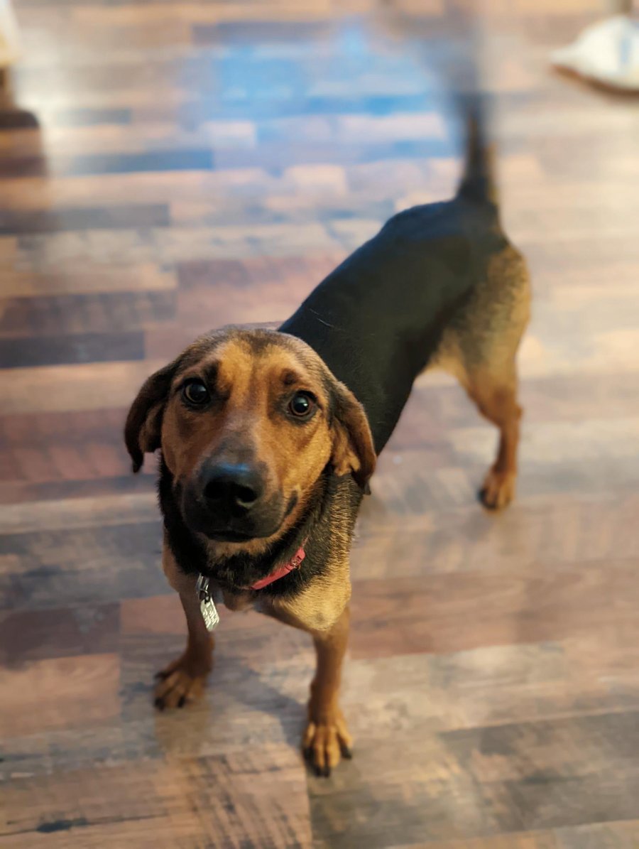 Adopt-A-Dog Hailey